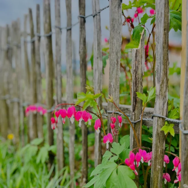 START IN DIE GARTENSAISON! In den nächsten Tagen wird wieder ordentlich angepflanzt und ausgesät. Viele Gemüse 🍅🥒🌶️🥕und Kräuter 🌱🌿 aus unserem großen Bauerngarten verwenden wir für unser vielfältiges und vor allem regionales Frühstücksbuffet. Bis es soweit ist, dürfen sich noch die schönen Frühjahrsblüher - hier ein „Tränendes Herz“ 🩷 - im Bauerngarten ausbreiten… #bauernhof #bauernhofurlaub #regional #frühstück #ferienwohnung #landurlaub #tegernsee #bayern