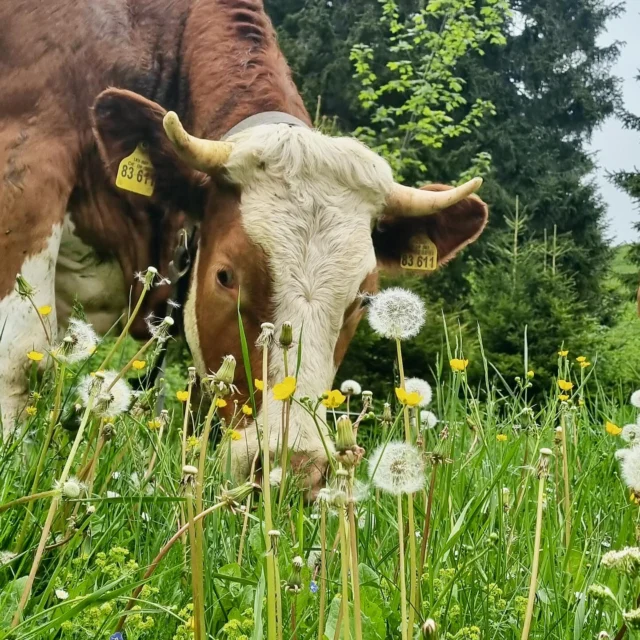 Der ALMSOMMER beginnt… seit heute genießen unsere Jungvieh-Damen die Sommerfrische auf der Alm auf dem Wallberg 🤩 #tegernsee #bayern #urlaub #landurlaub #urlaubaufdembauernhof